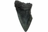 Partial Megalodon Tooth #194065-1